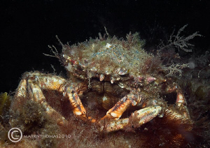 Spiny spider crab under Trefor Pier, N. Wales.
May 2010.... by Mark Thomas 